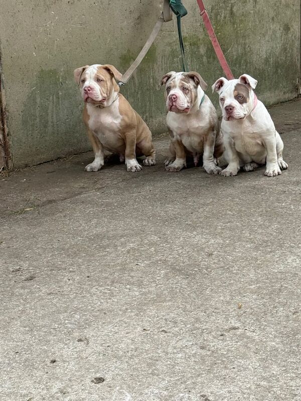 American Bulldog puppies for sale in Abercynon, Mid Glamorgan – 4 months old