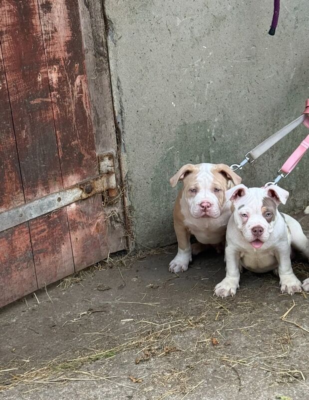American Bulldog puppies for sale in Abercynon, Mid Glamorgan – 4 months old - Image 2 of 3