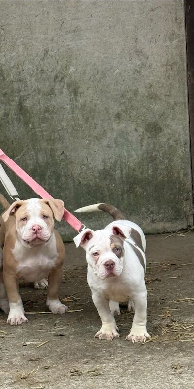 American Bulldog puppies for sale in Abercynon, Mid Glamorgan – 4 months old - Image 3 of 3