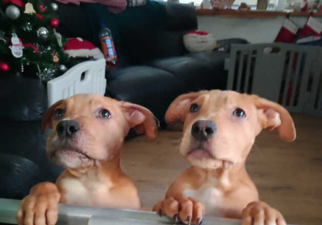 American Bulldog puppies for sale in Coventry, West Midlands β 1 year old - Image 1 of 2