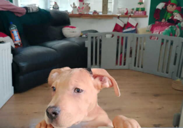 American Bulldog puppies for sale in Coventry, West Midlands β 1 year old - Image 2 of 2