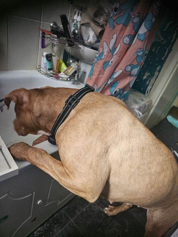 1 year old american bulldog - Image 2 of 3