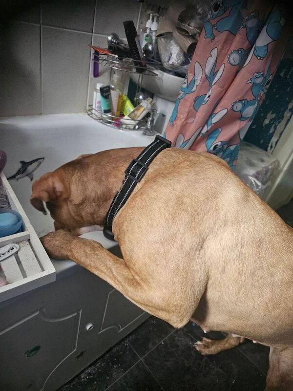 1 year old american bulldog - Image 3 of 3
