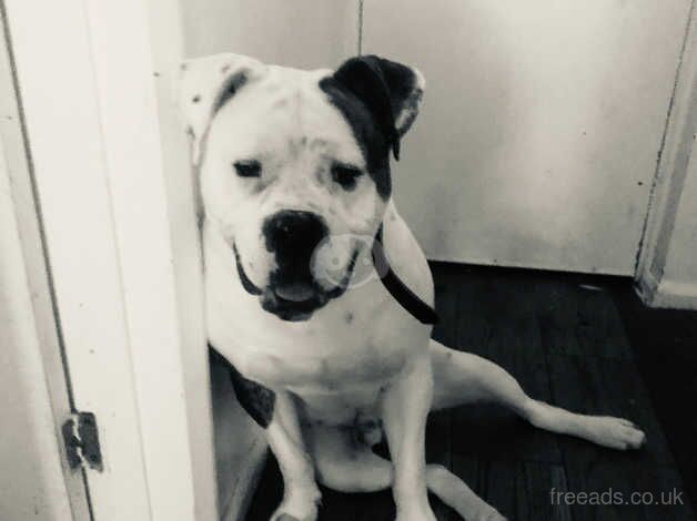 American Bulldog puppies for sale in York, Lancashire – 2 years old - Image 2 of 3