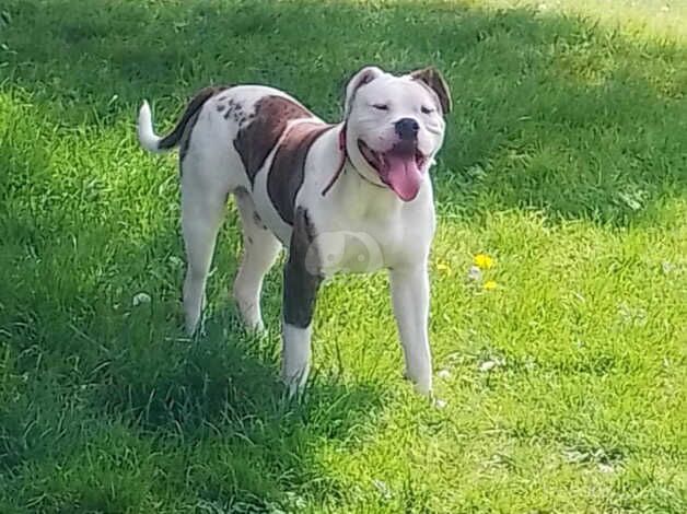 American Bulldog puppies for sale in York, Lancashire – 2 years old - Image 3 of 3