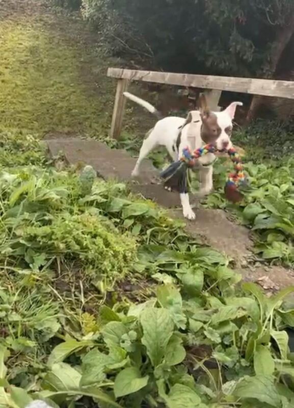 10 Month Old Puppy for Sale