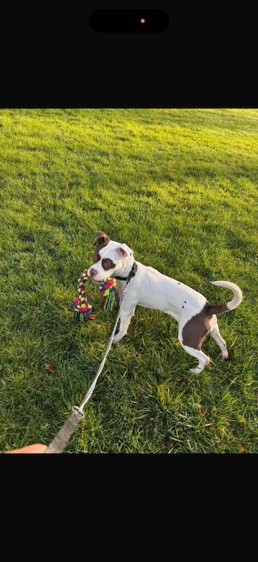 10 Month Old Puppy for Sale - Image 2 of 3