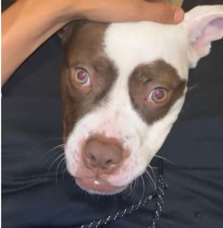 10 Month Old Puppy for Sale - Image 3 of 3