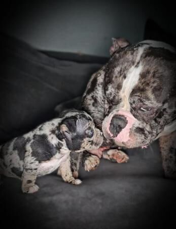 10 Stunning, Chunky, Micro/Pocket Bully Puppies for sale in Birmingham, West Midlands - Image 1