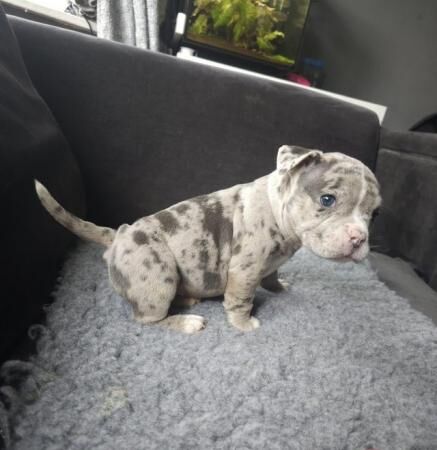 10 Stunning, Chunky, Micro/Pocket Bully Puppies for sale in Birmingham, West Midlands - Image 2