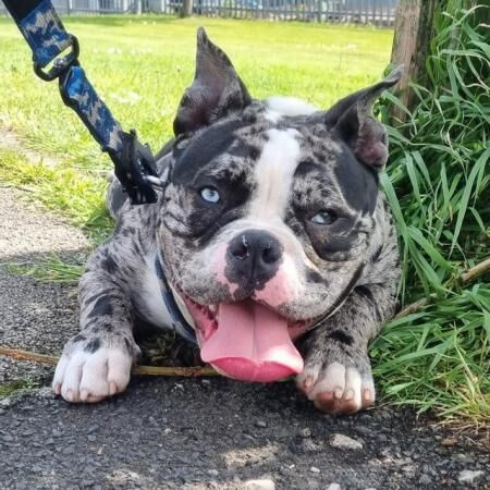 10 Stunning, Chunky, Micro/Pocket Bully Puppies for sale in Birmingham, West Midlands - Image 4