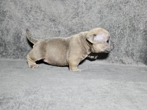 10 Stunning, Chunky, Micro/Pocket Bully Puppies for sale in Birmingham, West Midlands - Image 5