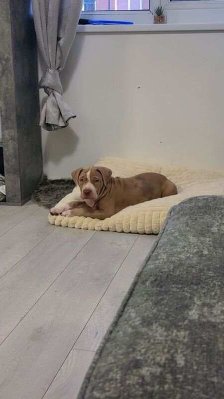 10 week old male merle