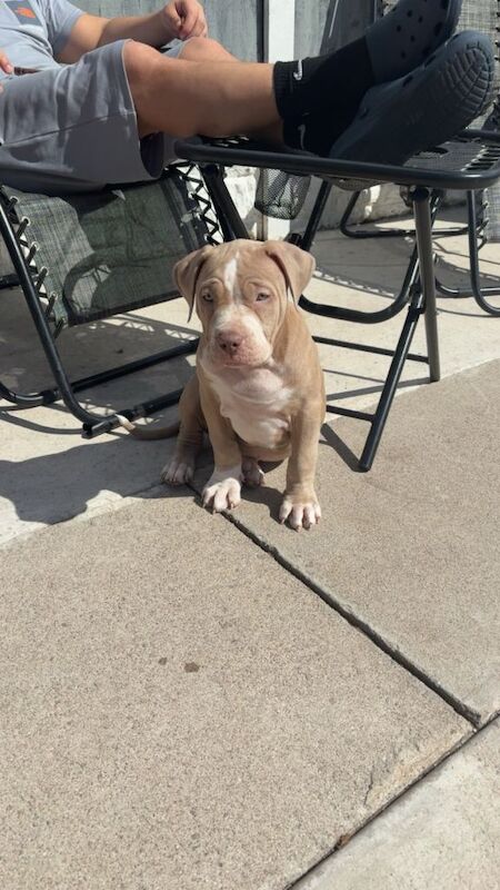 10 week old male merle - Image 2 of 4