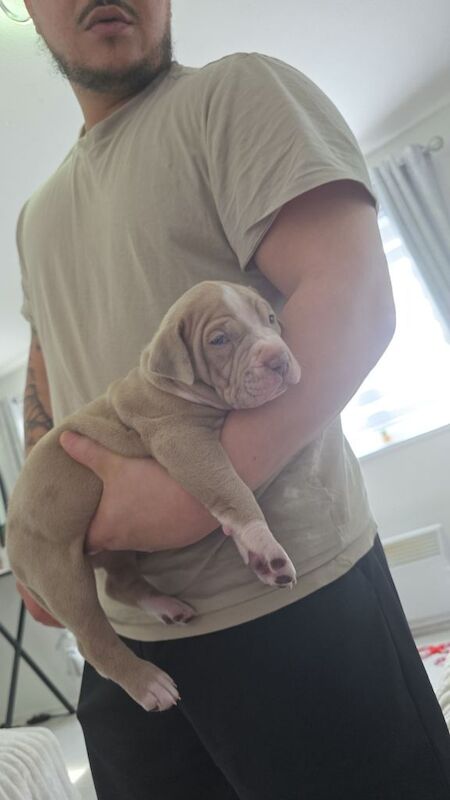 10 week old male merle - Image 3 of 4