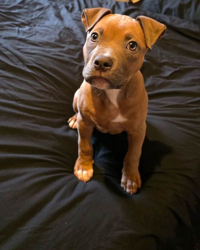 American Bulldog puppies for sale in Plymouth, Devon – 10 weeks old