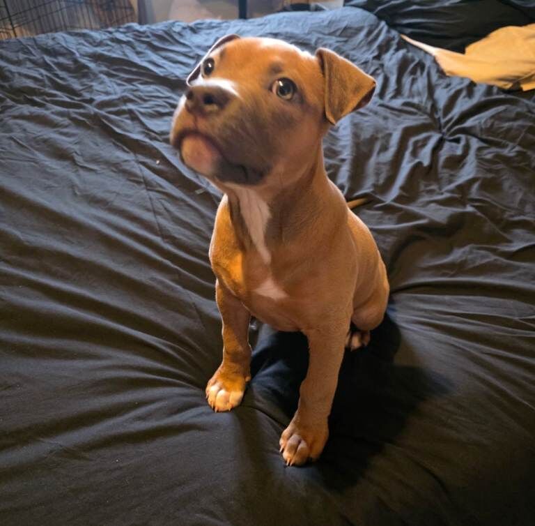 American Bulldog puppies for sale in Plymouth, Devon – 10 weeks old - Image 2 of 3