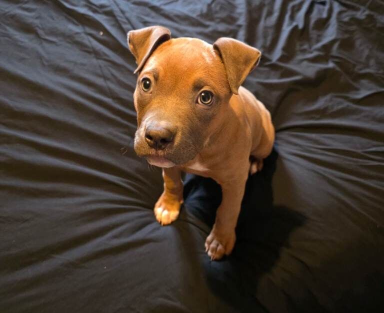 American Bulldog puppies for sale in Plymouth, Devon – 10 weeks old - Image 3 of 3