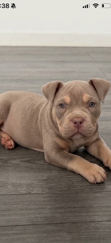 American Bulldog Puppies For Sale Under £1,000