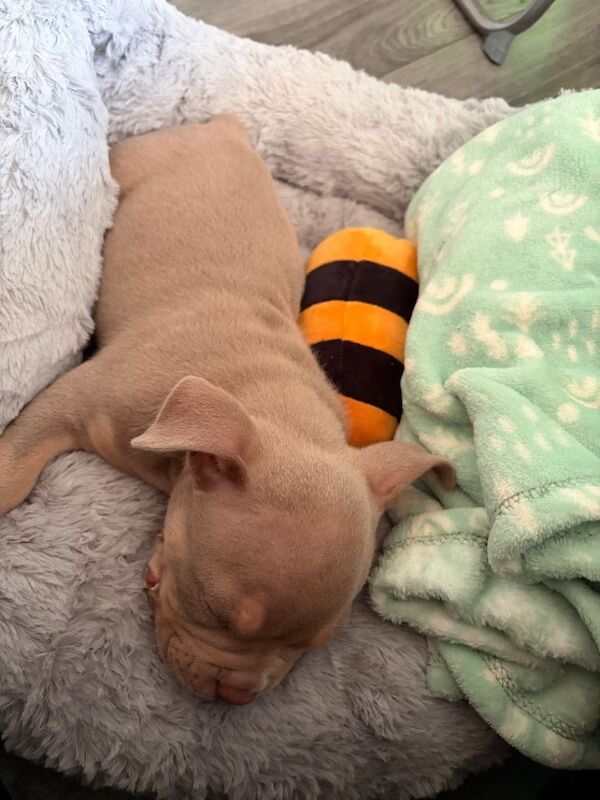 10 weeks old Pocket bully for sale Eastend Glasgow - Image 2 of 3