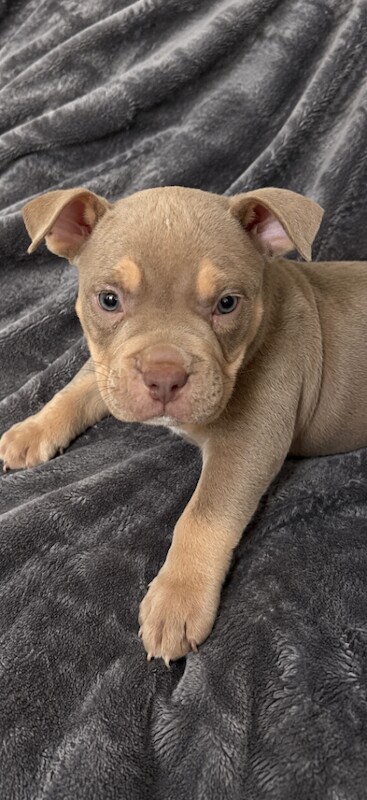 10 weeks old Pocket bully for sale Eastend Glasgow - Image 3 of 3