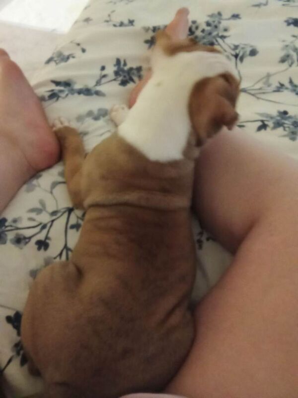 11 week old puppy - Image 2 of 4