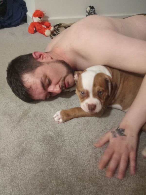 11 week old puppy - Image 3 of 4