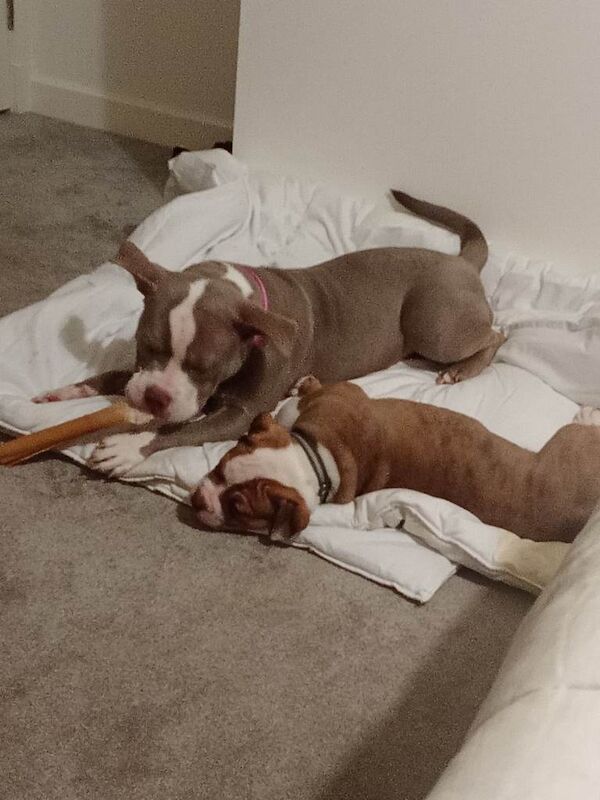 11 week old puppy - Image 4 of 4