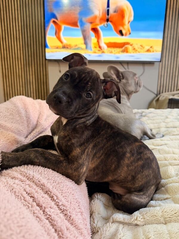 American Bulldog puppies for sale in Lambeth, Greater London – 11 weeks old