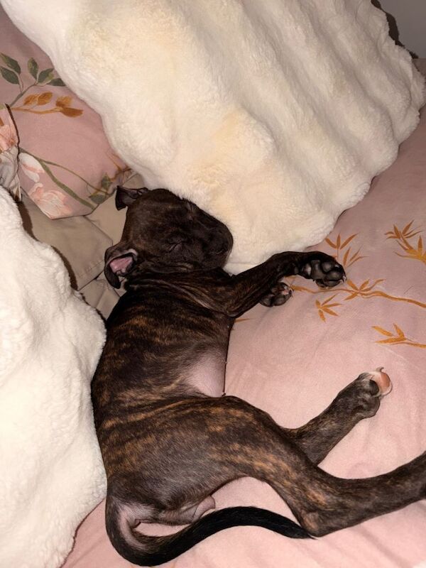 11 week old standard american bulldog (not banned) - Image 2 of 4