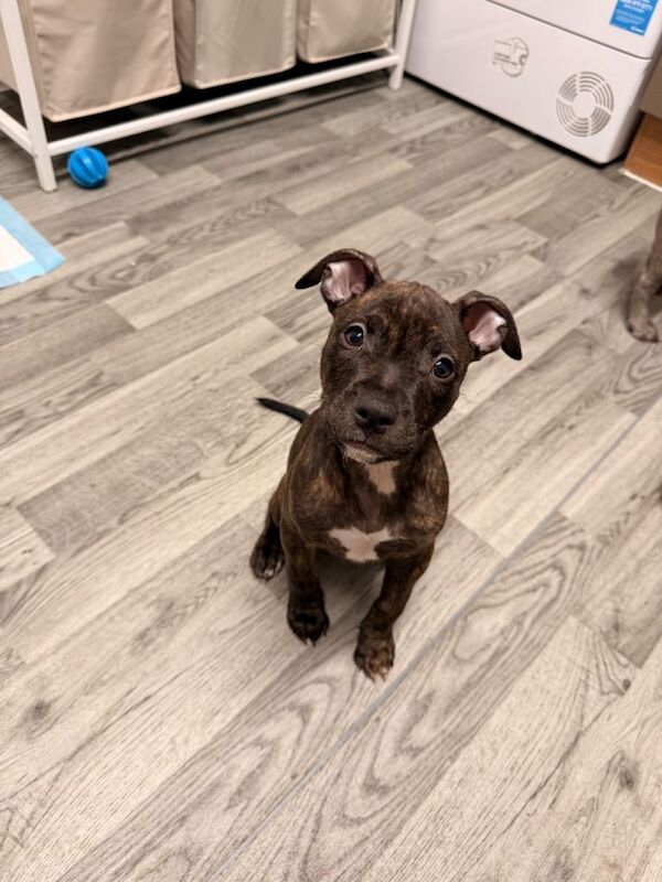 11 week old standard american bulldog (not banned) - Image 3 of 4
