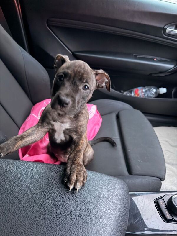11 week old standard american bulldog (not banned) - Image 4 of 4