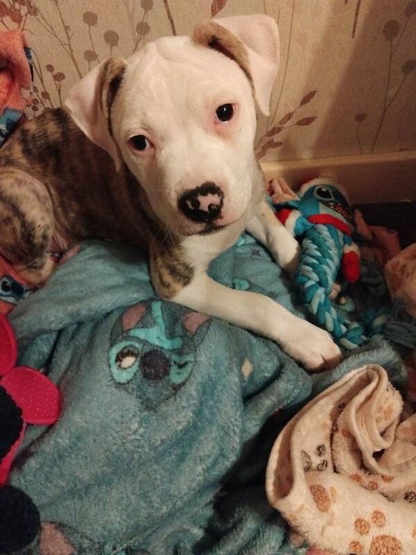 American Bulldog puppies for sale in Southport, Merseyside – 11 weeks old