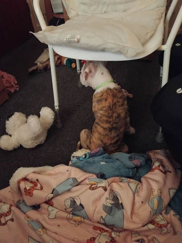 11‑Week‑Old American Bulldog Puppy Looking for a Loving New Home - Image 3 of 6