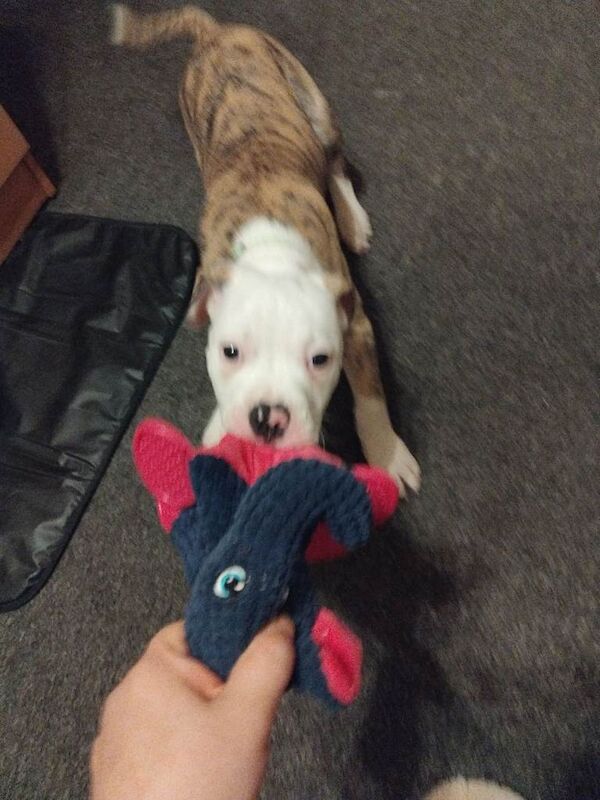 11‑Week‑Old American Bulldog Puppy Looking for a Loving New Home - Image 5 of 6