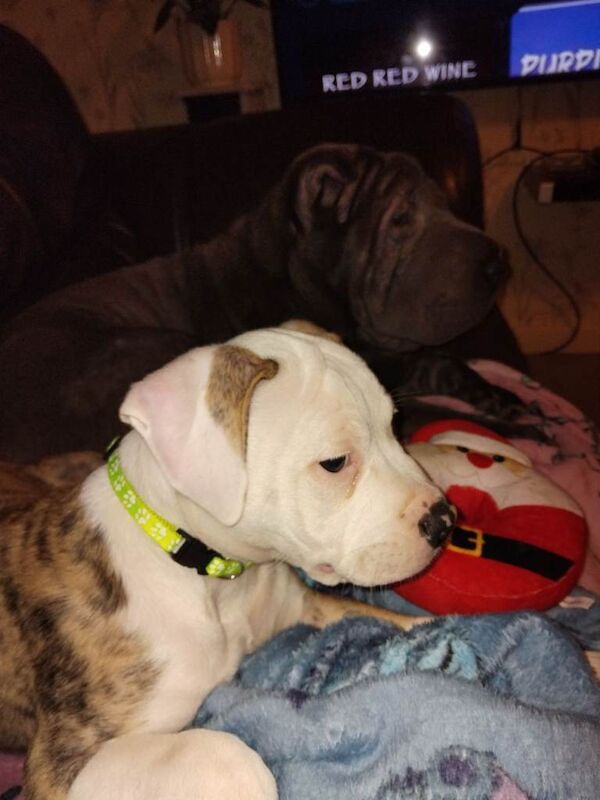 11‑Week‑Old American Bulldog Puppy Looking for a Loving New Home - Image 6 of 6