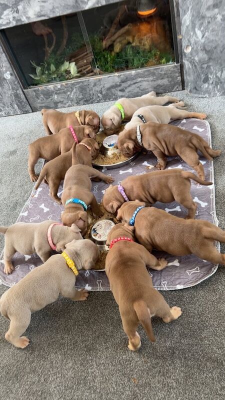 American Bulldog puppies for sale in Rochdale, Greater Manchester – 6 weeks old