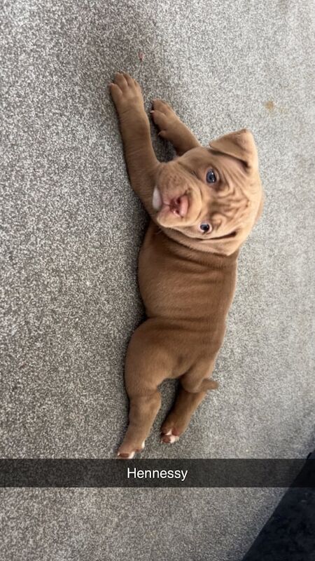 American Bulldog puppies for sale in Rochdale, Greater Manchester – 6 weeks old - Image 2 of 3
