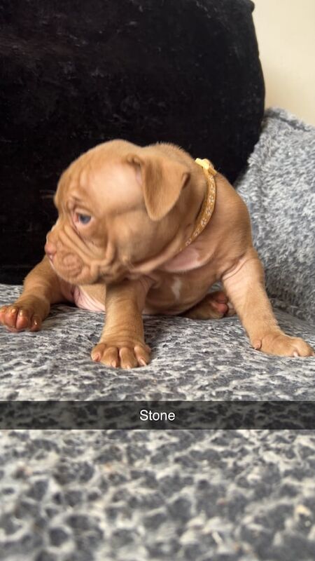 American Bulldog puppies for sale in Rochdale, Greater Manchester – 6 weeks old - Image 3 of 3
