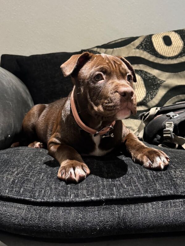 American Bulldog Puppies For Sale Under £1,000