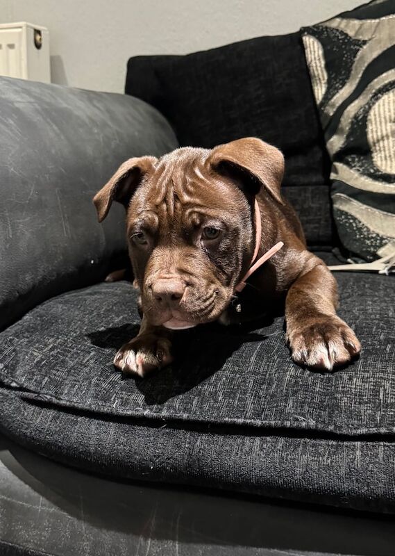 American Bulldog puppies for sale in Blackpool, Lancashire – 11 weeks old - Image 2 of 3
