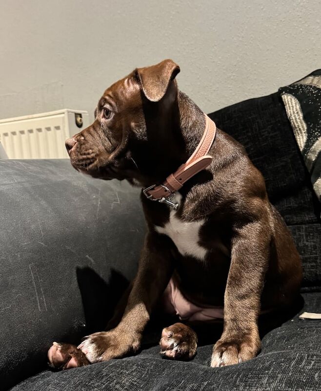 American Bulldog puppies for sale in Blackpool, Lancashire – 11 weeks old - Image 3 of 3