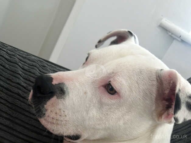 American Bulldog puppies for sale in Fleetwood, Lancashire – 2 years old - Image 2 of 5