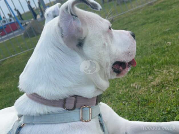 American Bulldog puppies for sale in Fleetwood, Lancashire – 2 years old - Image 4 of 5