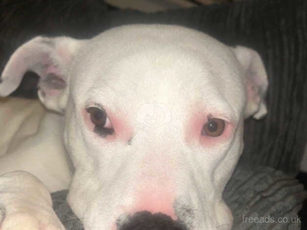 American Bulldog puppies for sale in Fleetwood, Lancashire – 2 years old - Image 5 of 5