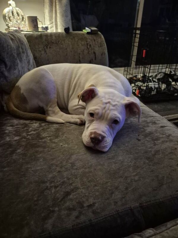 American Bully Puppies For Sale