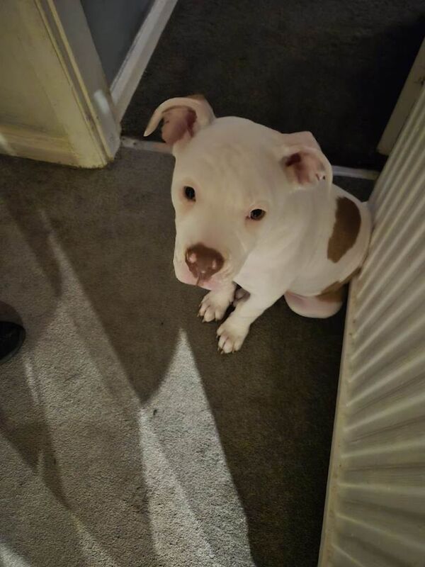 13weeks old american bull dog - Image 2 of 6
