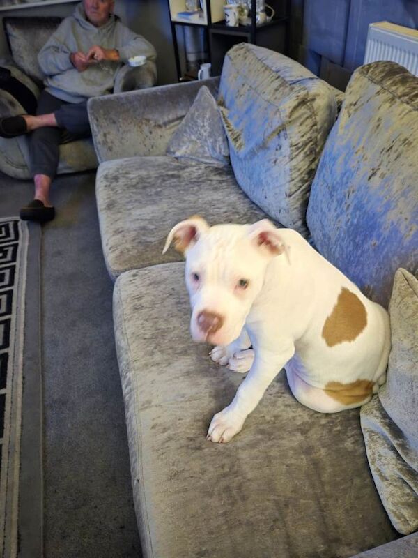 13weeks old american bull dog - Image 3 of 6