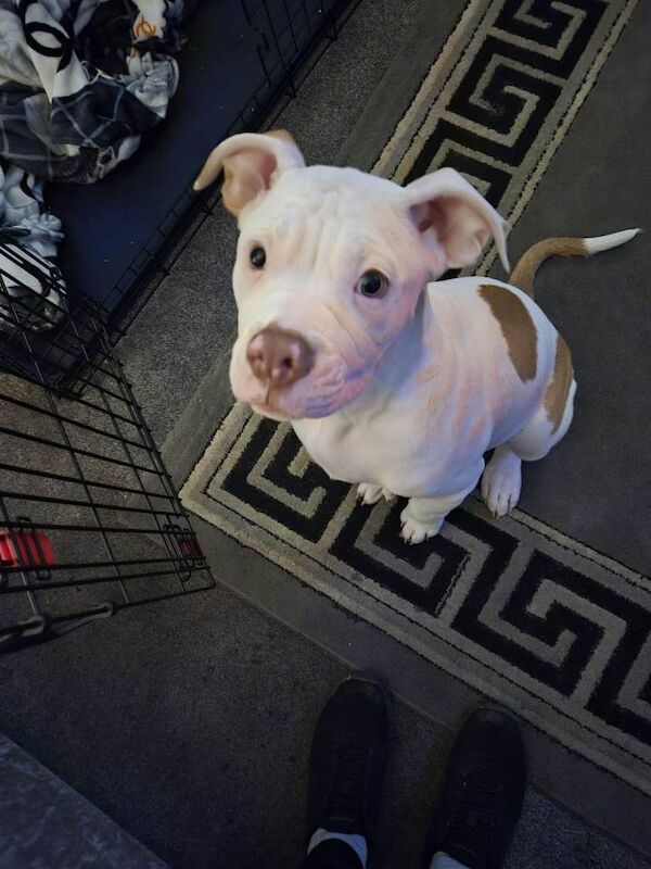 13weeks old american bull dog - Image 4 of 6