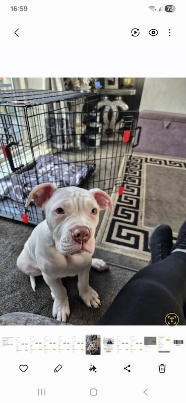 13weeks old american bull dog - Image 5 of 6